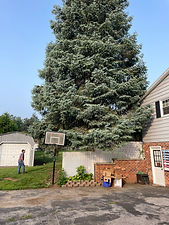 Tree to be removed.