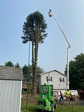 Tree removal in progress.