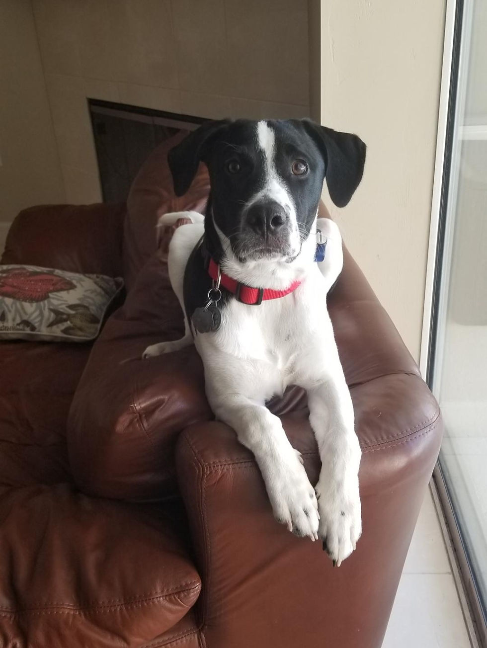Pet photo