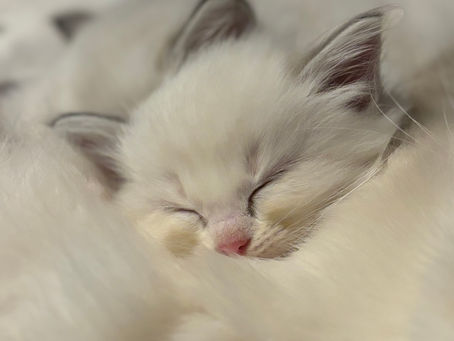 A fluffy, white Ragdoll kitten sleeping 
