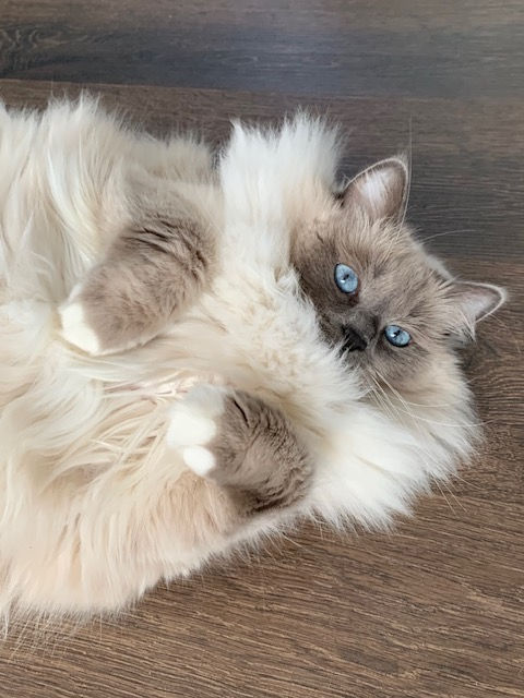 Why Ragdolls Should Live Indoors Only