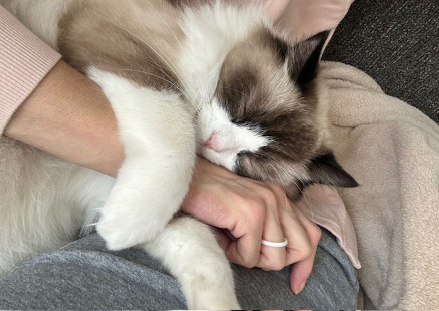 Eye-level view of a Ragdoll cat gently kneading a person's lap