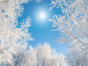 Snow-covered trees under a bright blue sky on a crisp Michigan winter day, capturing the peaceful beauty of a cozy weekend getaway