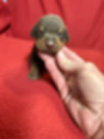 Rhea #5- Red male, Dark Blue Collar 5