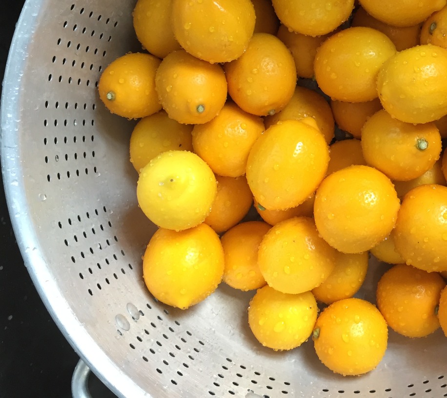 lemons_collander_2016_edited
