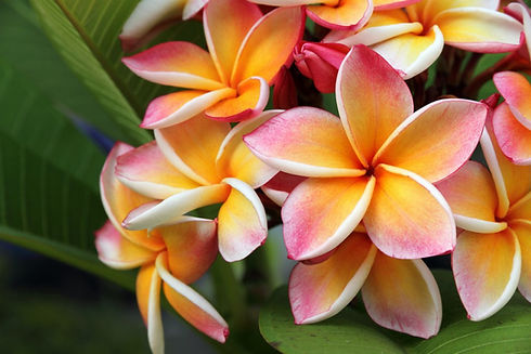 plumeria.jpeg