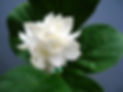 mysore mulli.jpg