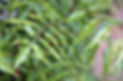 neem tree.jpeg