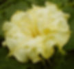 datura.jpg