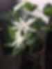 belle of india.jpeg