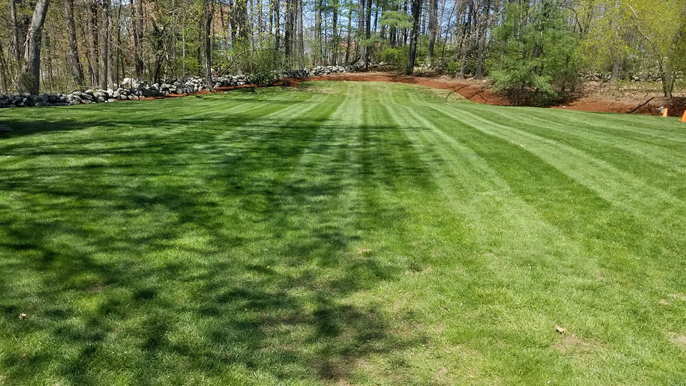 Straight stripes in a cut lawn