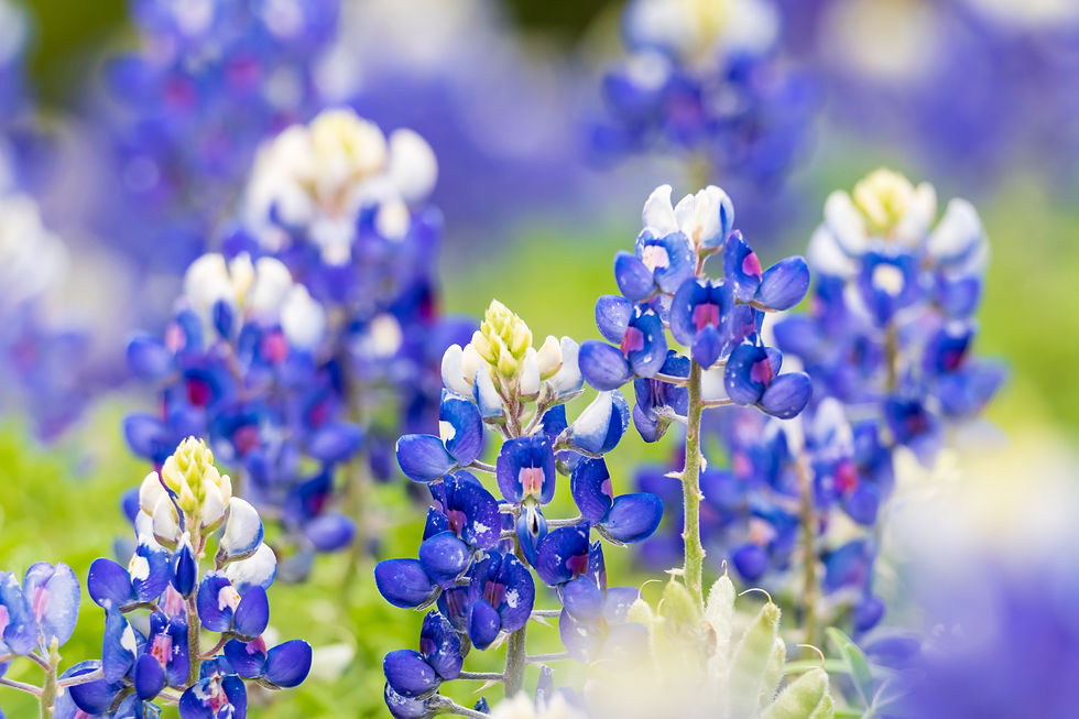 insurance Boerne TX.jpeg