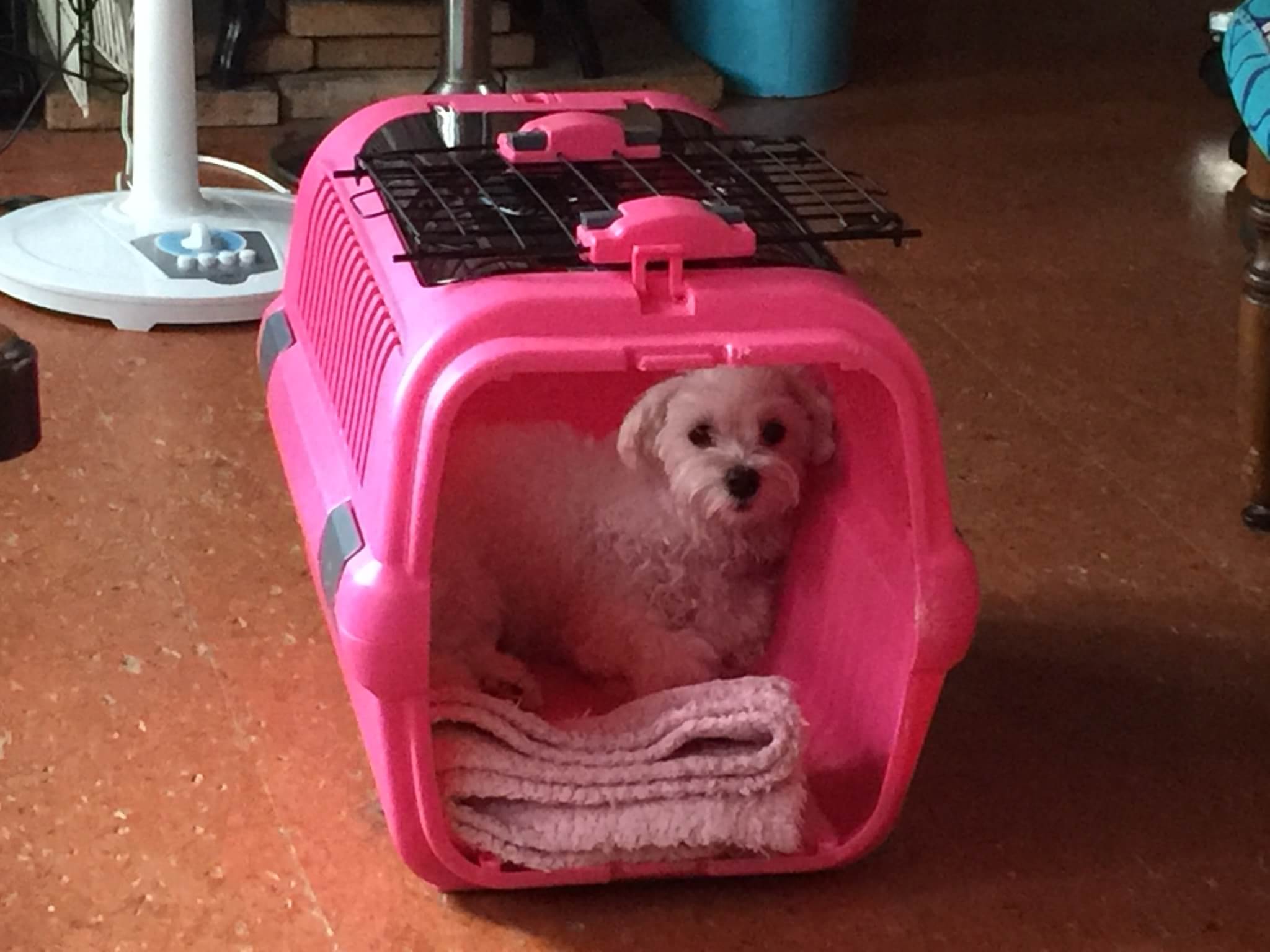 マルチーズのティアラちゃん