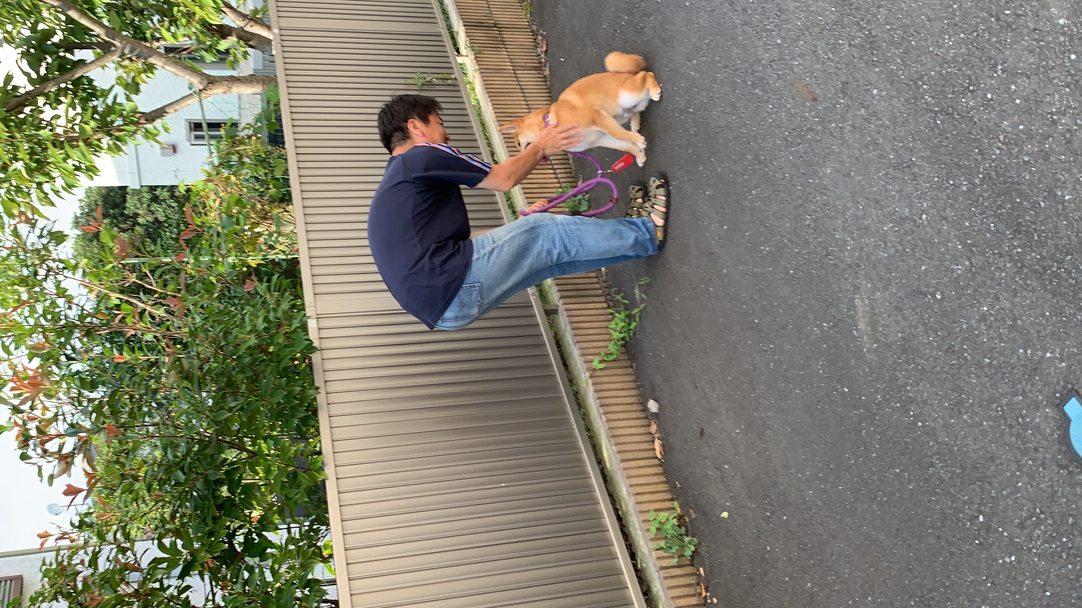 柴犬 ダリアちゃん