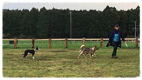 牧羊犬トレーニング