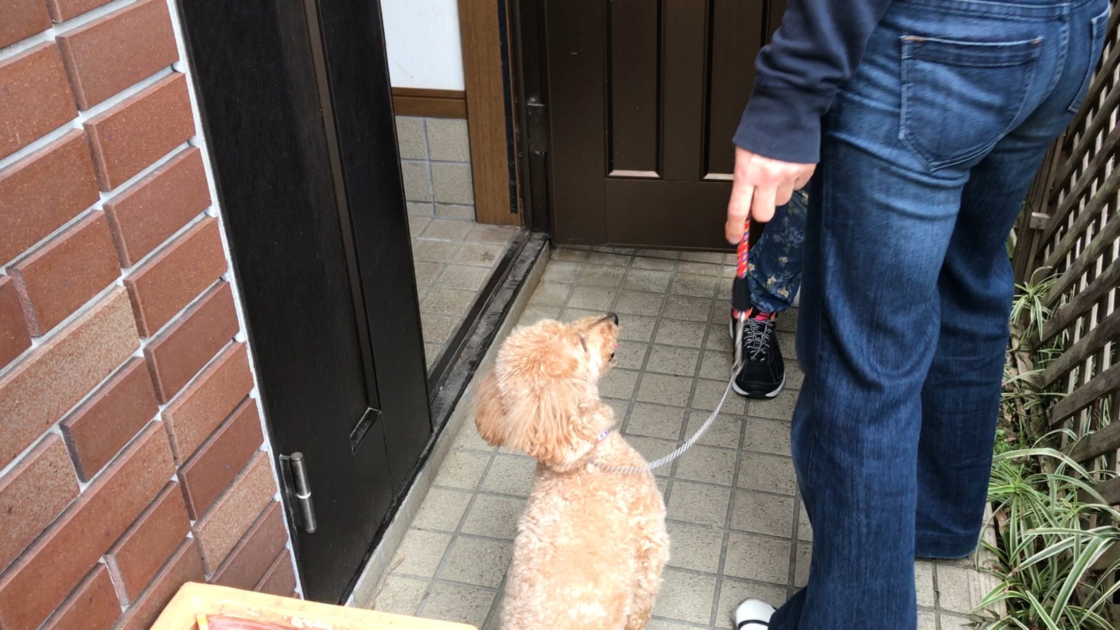 プードルのあみちゃん