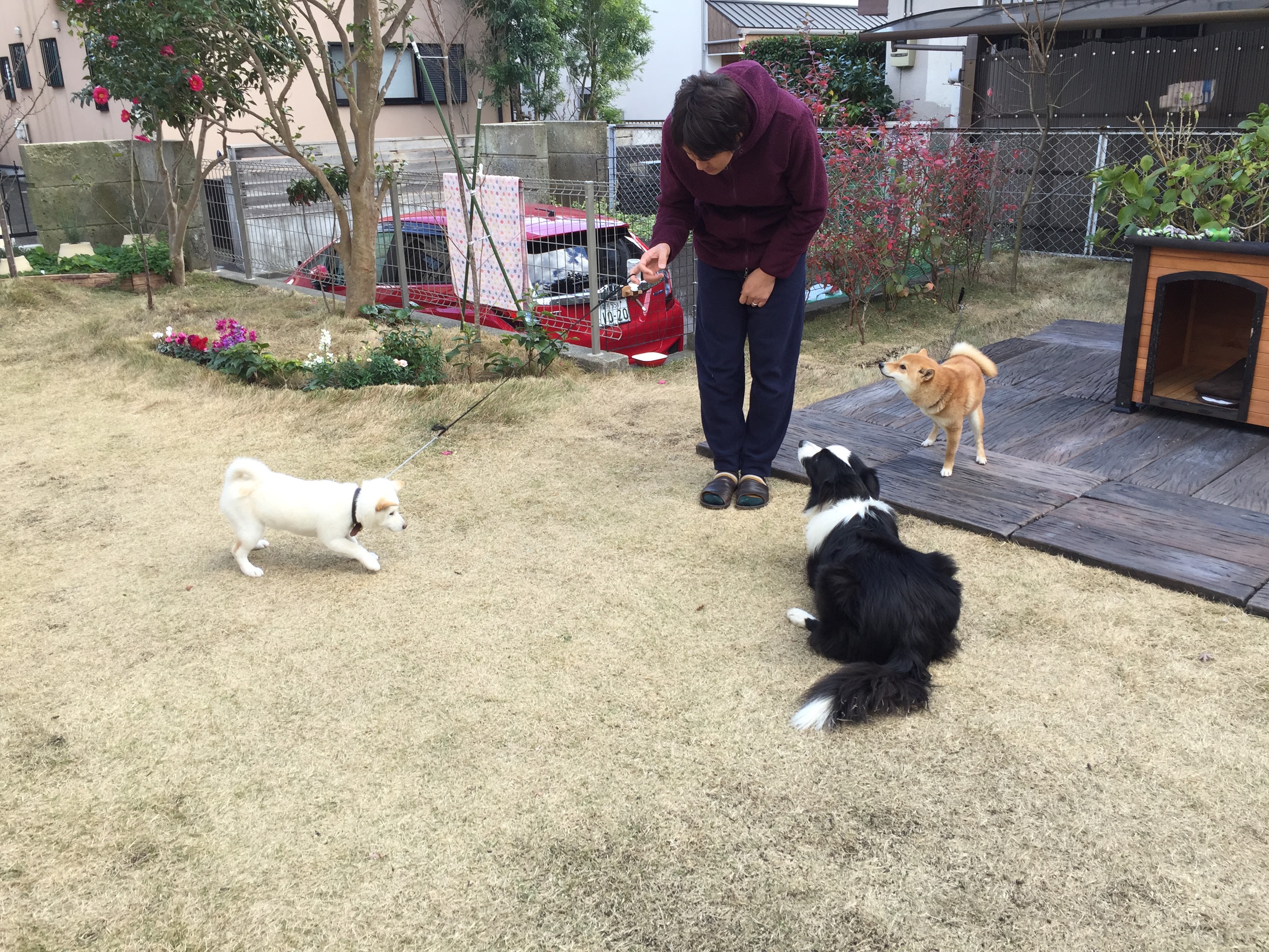 外犬の訓練中
