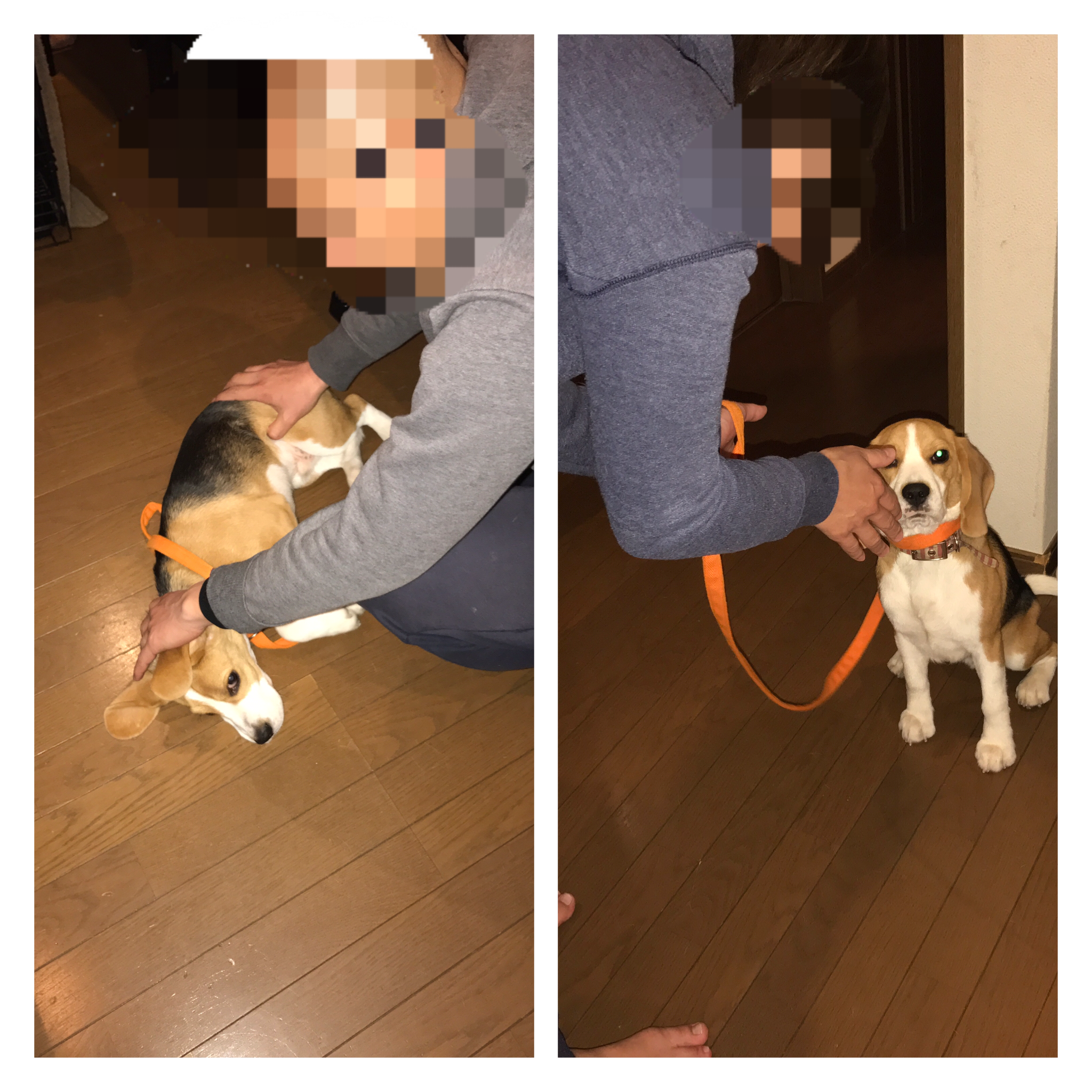 ビーグルのすばるちゃん