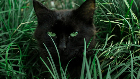 Catgrass