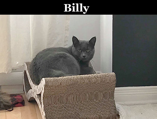 CHATS EN ADOPTION Sans euthanasie Refuge ChatBri Quebec