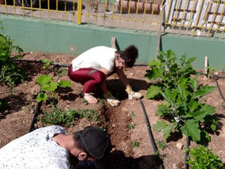 Φυτεύουμε πεπόνια, καρπούζια και μαζεύουμε πατάτες!!