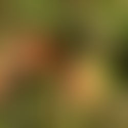 HẠT DẺ GAI: MÓN QUÀ BẤT NGỜ TỪ THIÊN NHIÊN