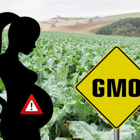 Nghiên cứu thực phẩm biến đổi gen GMO có thể gây vô sinh