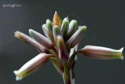 Succulent flower small.JPG