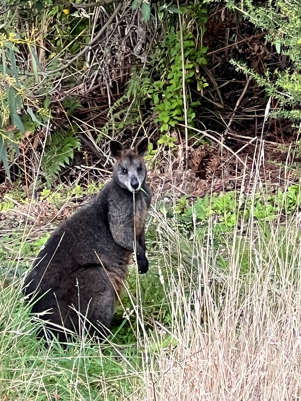 While we relaxed and waited for our pickup, the day had one more surprise in store: a wallaby, chomping on some grass in the brush near the beach. He wasn’t concerned about us in the least!