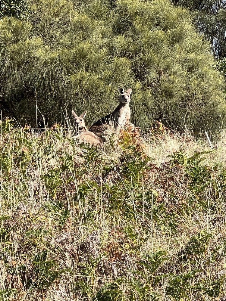 Kangaroos were plentiful along the second half of the trail today. They didn’t seem bothered that we were sharing their space.