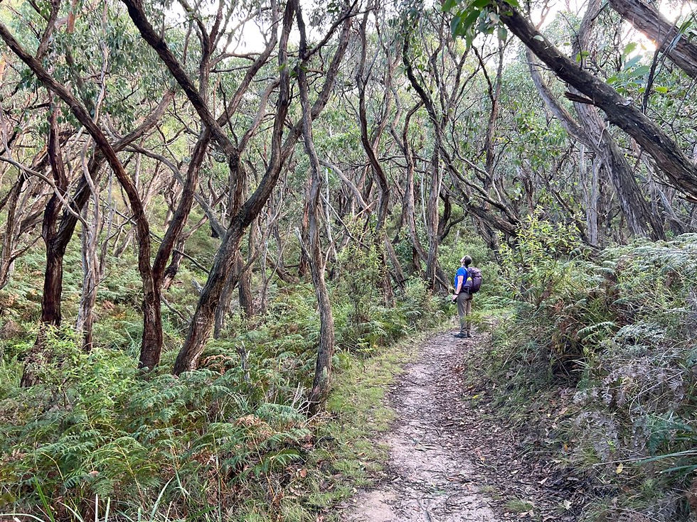 Koala territory means slow going, and we wouldn’t have it any other way. It takes us a good 30+ minutes to cover a mile out here — hard to watch your footing when your eyes are constantly scanning the treetops!