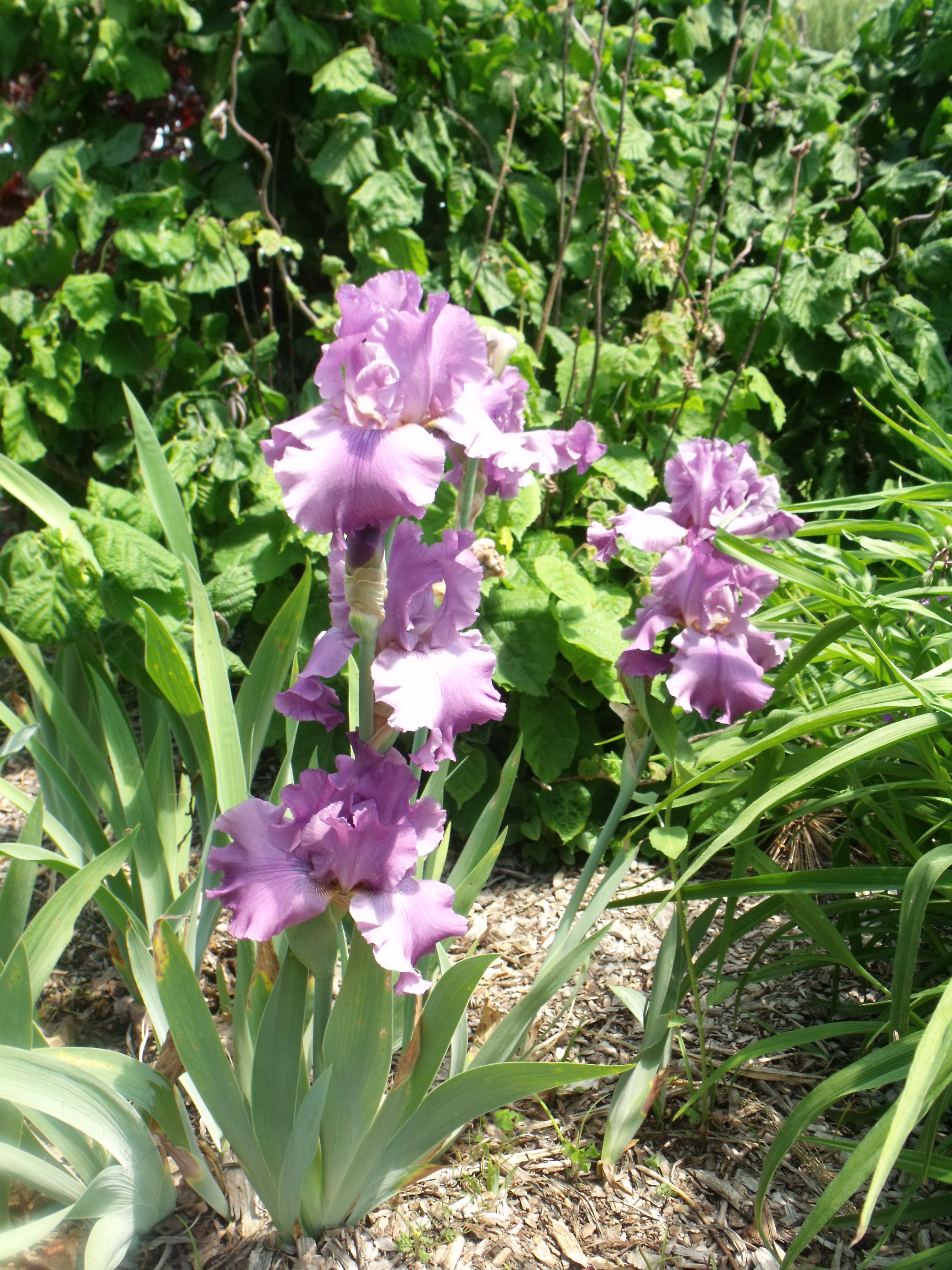 DSCF6095