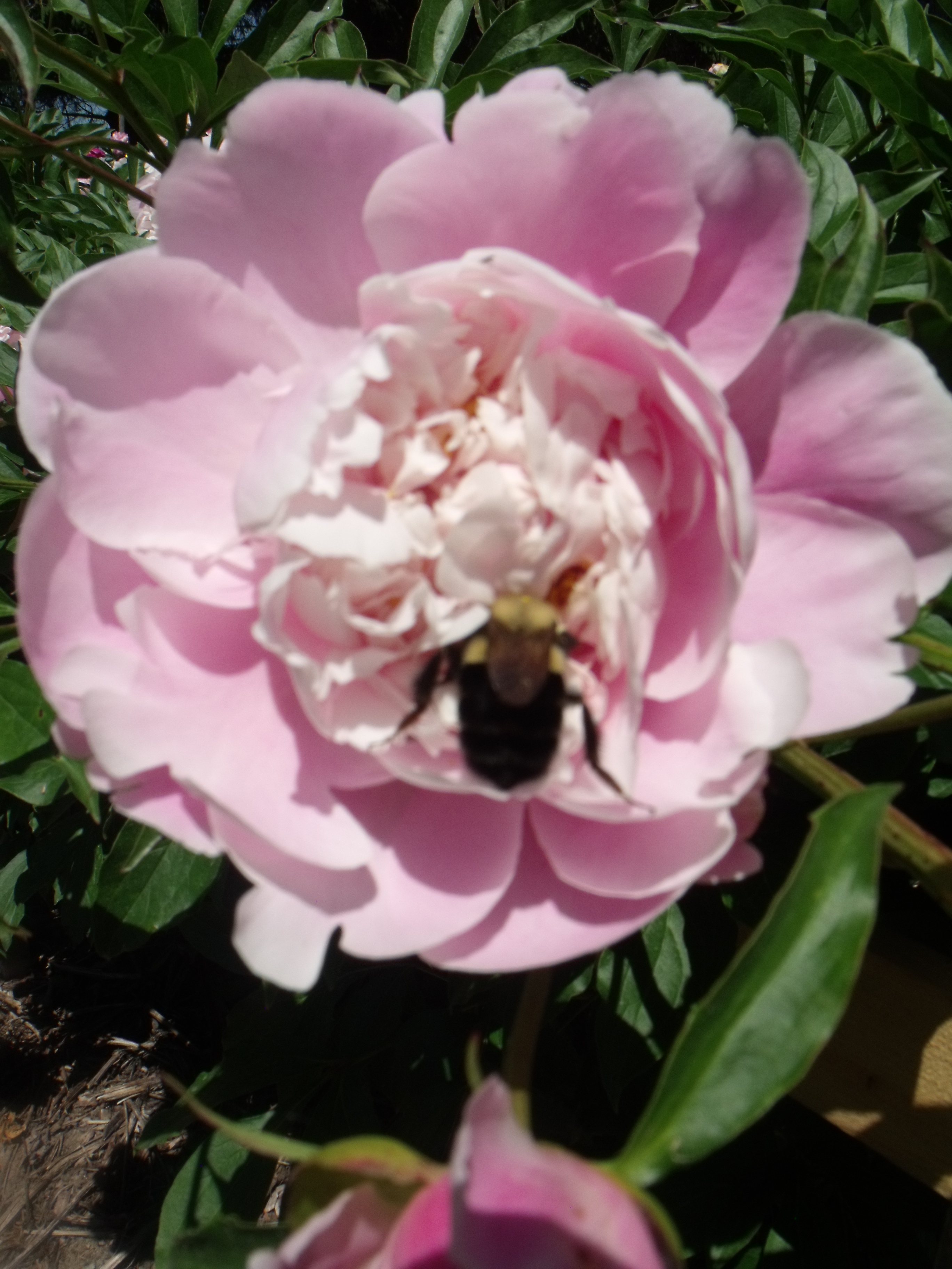 DSCF6076