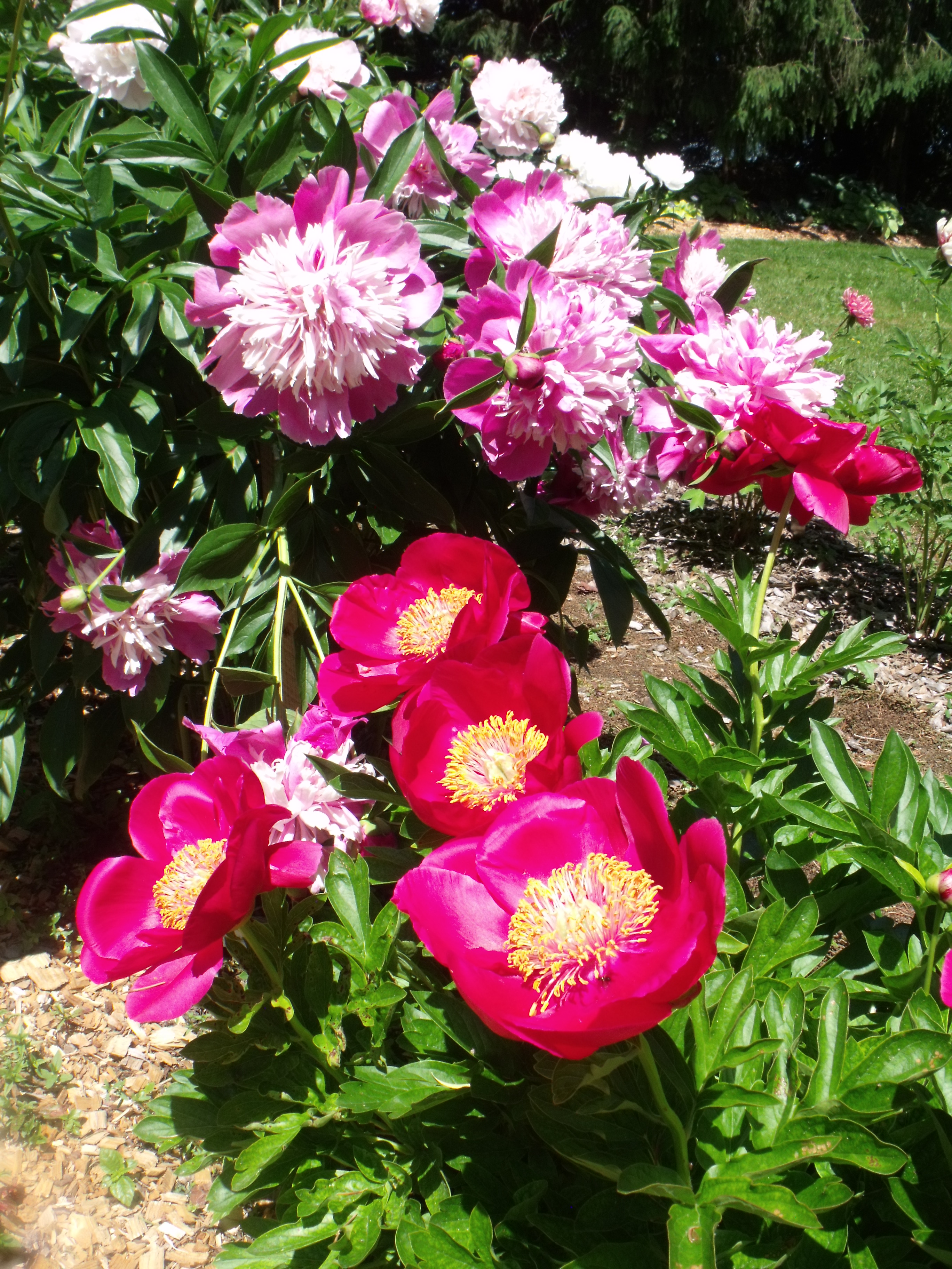 DSCF6083