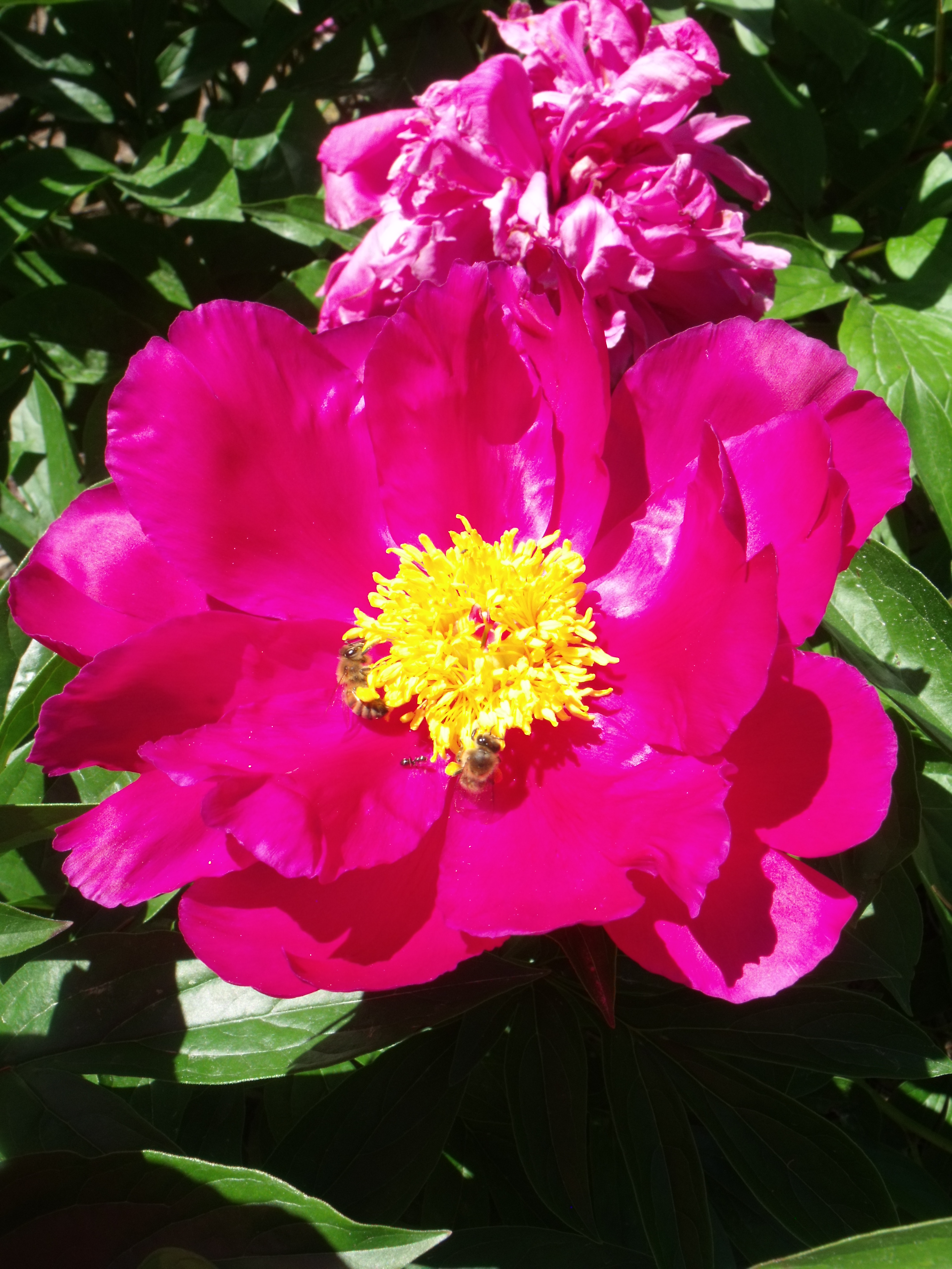 DSCF6072