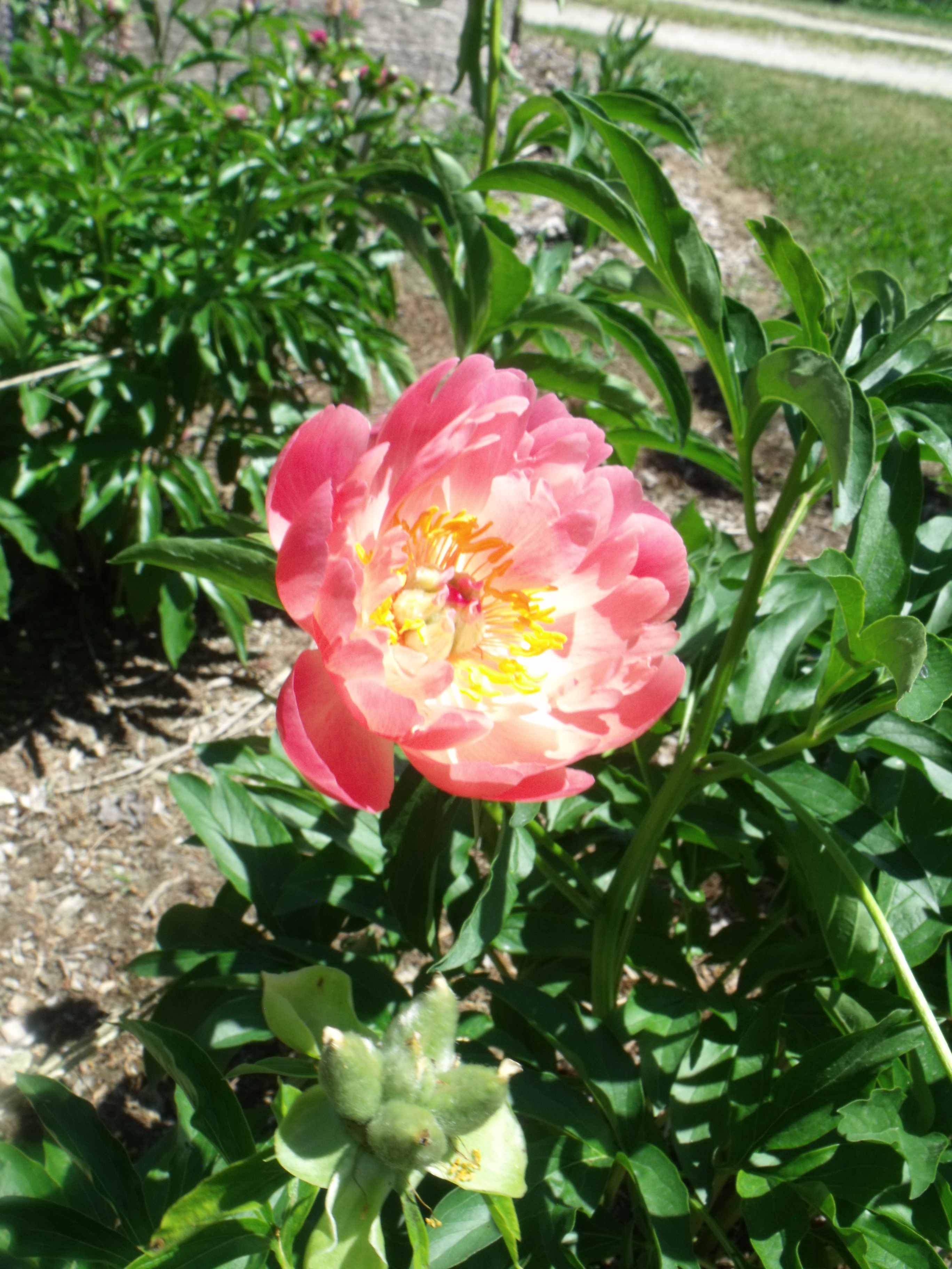 DSCF6078