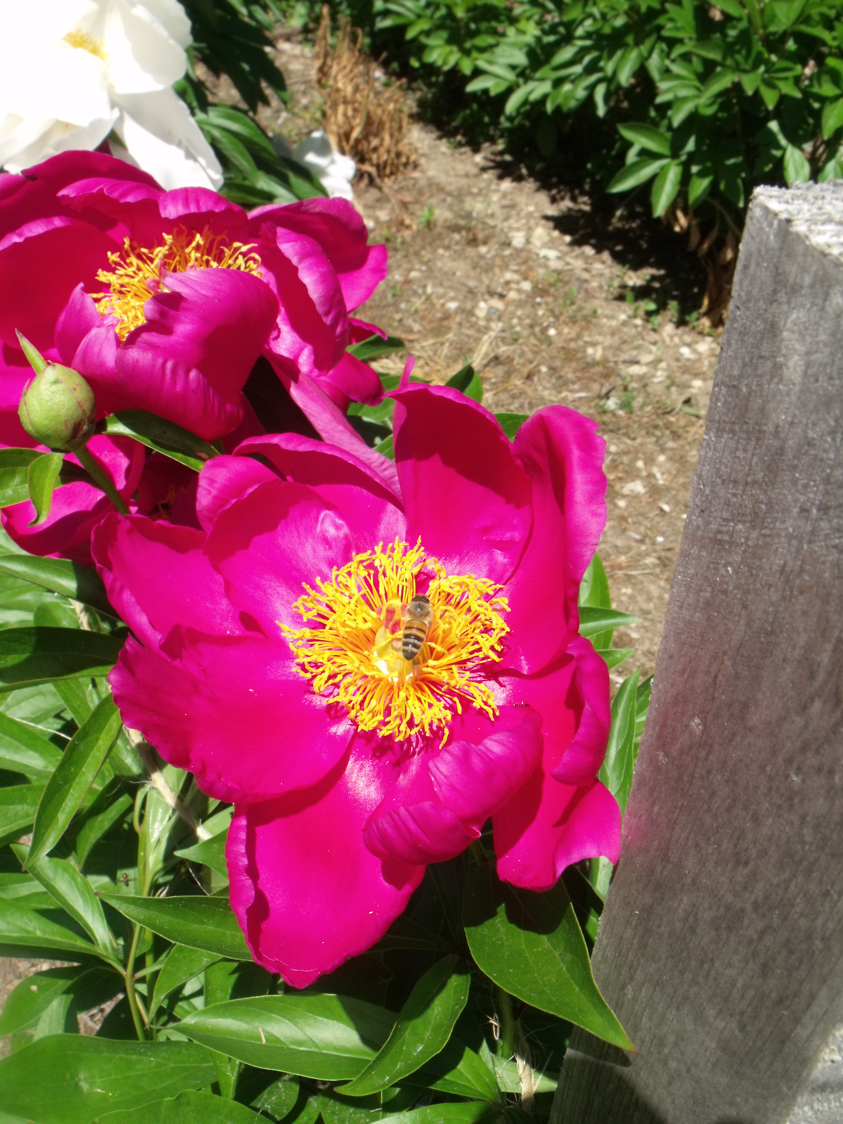 DSCF6071