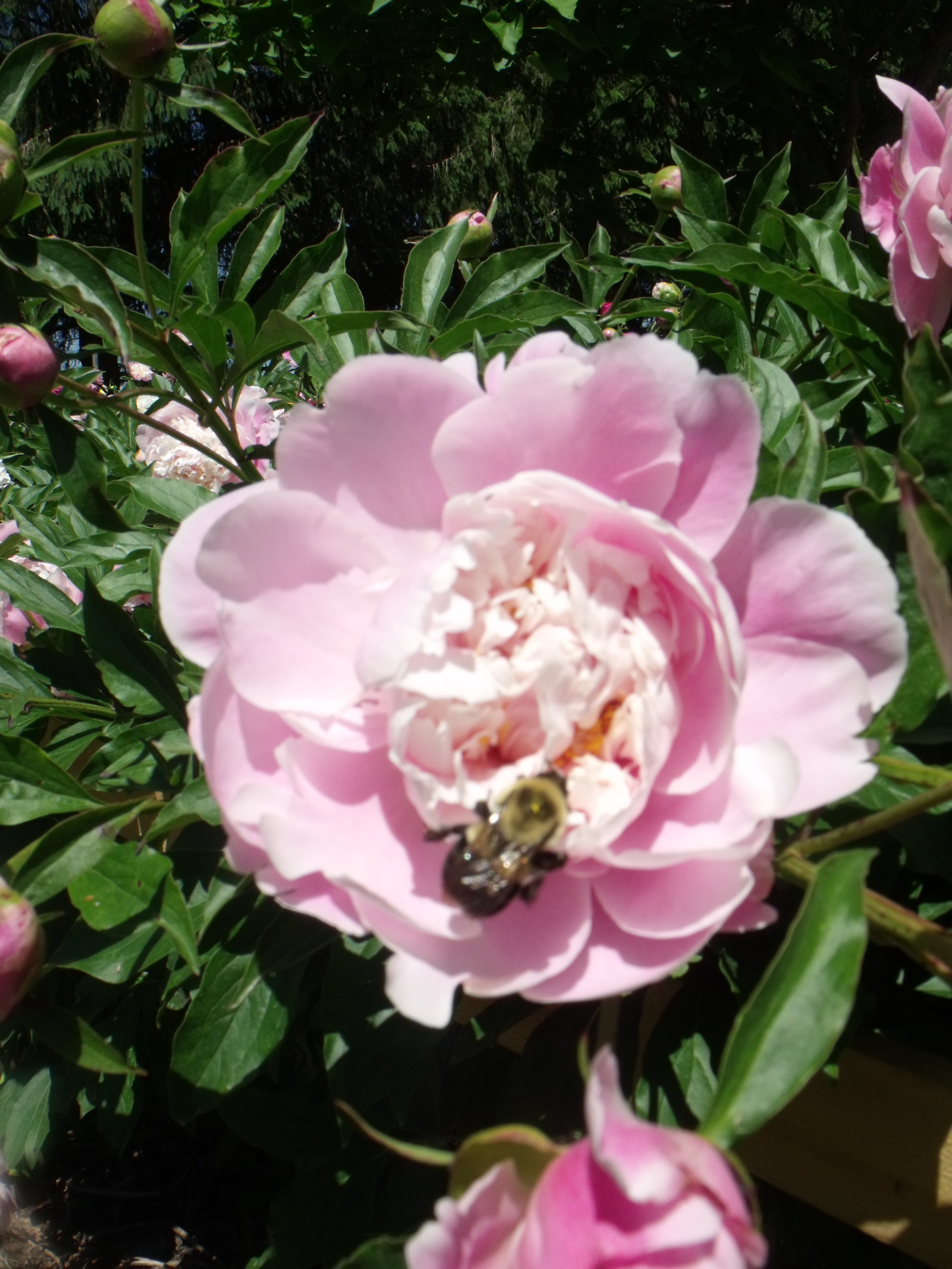 DSCF6074