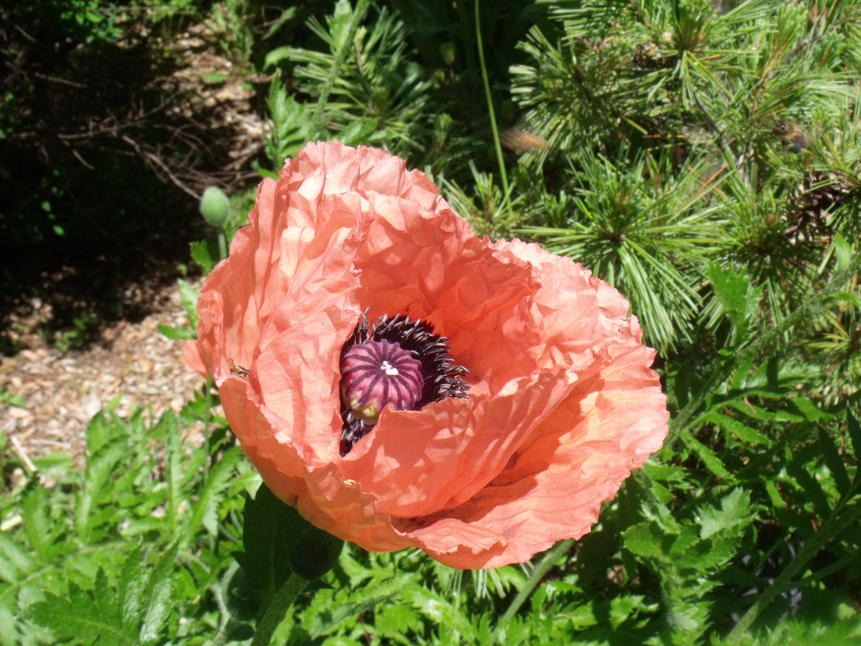 DSCF6080