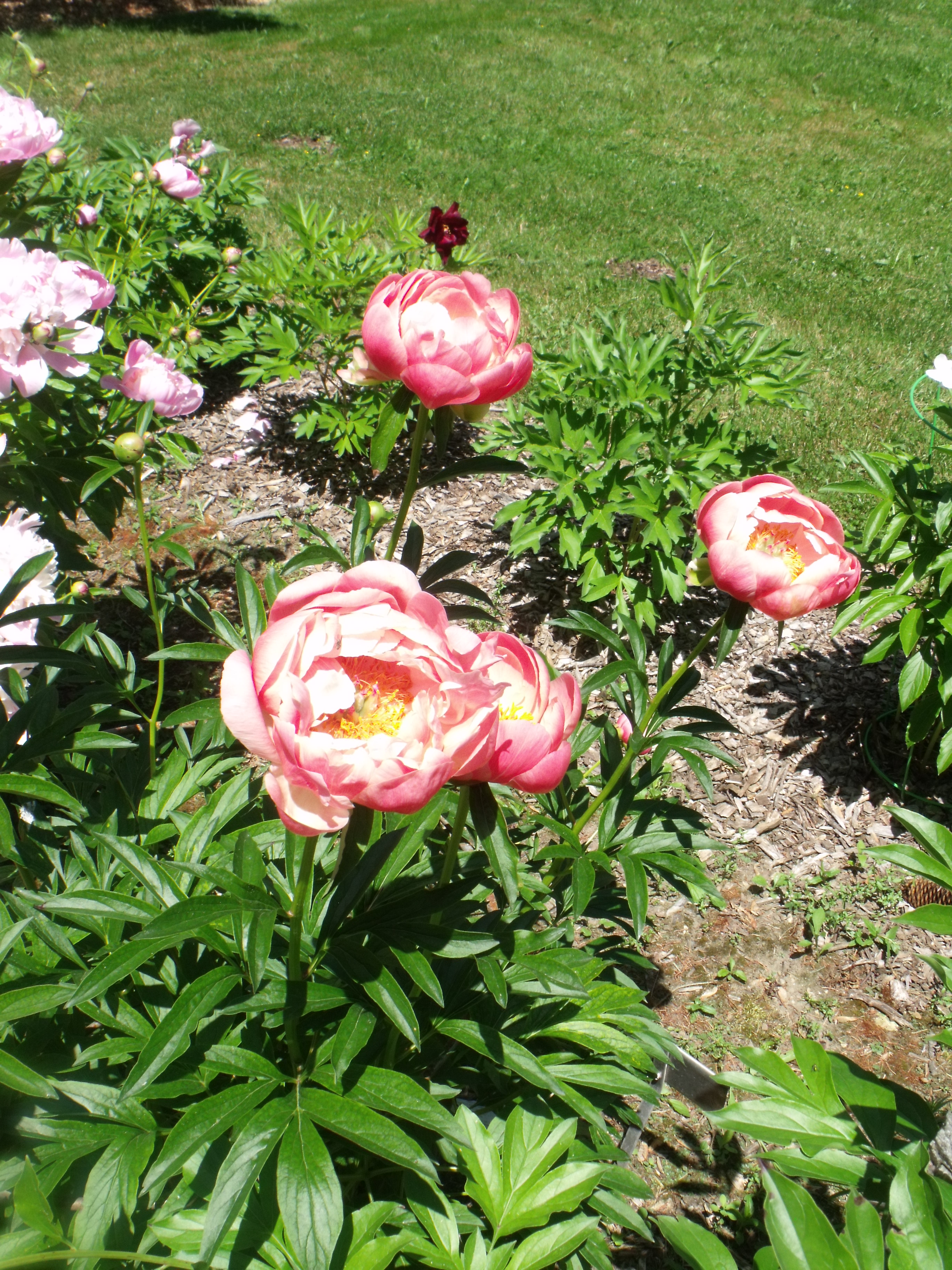DSCF6084
