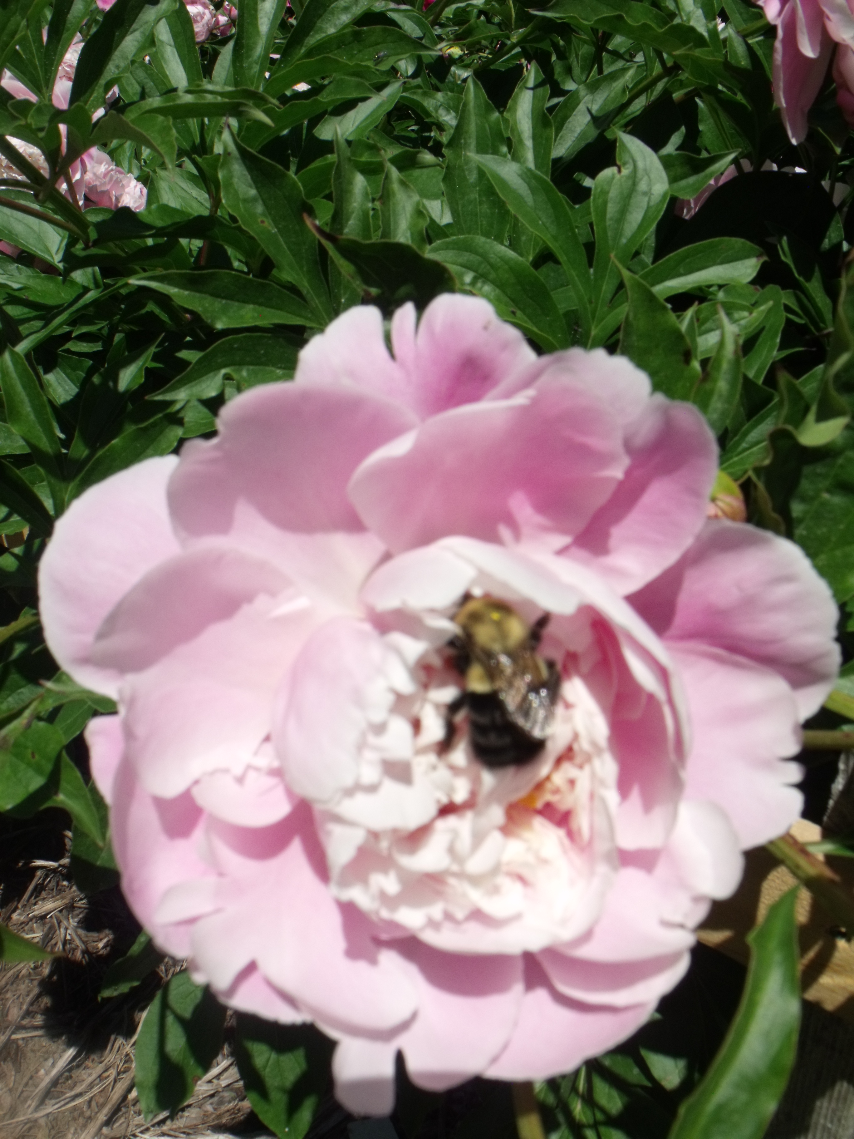 DSCF6077