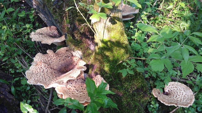 20180523_075456