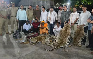 दस तेंदुओं की खाल के साथ पकड़े गए तस्करों से पूछताछ...