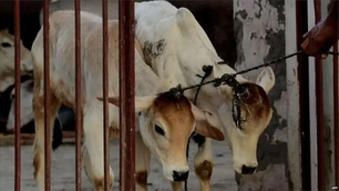 मवेशियों की मौत से तनावपूर्ण माहौल, ग्रामीणों ने जताया विरोध...