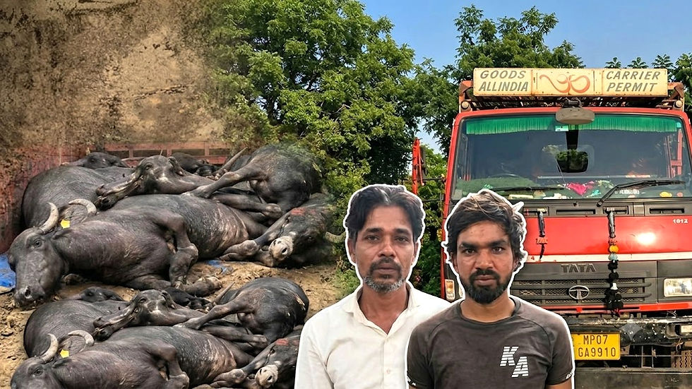 रायपुर: धान मंडी के पास खड़े वाहन से 12 मृत मवेशी बरामद....