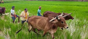 बगिया की माटी में उतरे मुख्यमंत्री साय, बैलों के साथ चलाया हल...