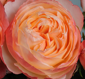 Princess Aiko, Japanese Princess Garden Rose / Alexandra Farms