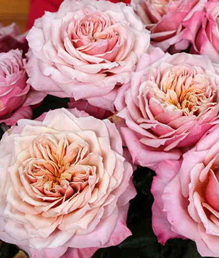 Wabara Garden Roses Alexandra Farms