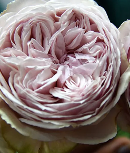 Wabara Garden Roses Alexandra Farms