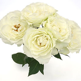 <p class="font_8"><strong>Color:</strong> White</p>
<p class="font_8"><strong>Secondary Color:</strong></p>
<p class="font_8"><strong>Bloom Form:</strong> Rosette Spray</p>
<p class="font_8"><strong>Head Size:</strong> Medium</p>
<p class="font_8"><strong>Petal Count: </strong>30</p>
<p class="font_8"><strong>Fragrance Intensity:</strong> Not applicable</p>
<p class="font_8"><strong>Fragrance:</strong> Not applicable</p>
<p class="font_8"><strong>Vase Life:</strong> 10 Days</p>
<p class="font_8"><strong>Origin:</strong> France</p>
<p class="font_8"><strong>Length:</strong> 50 cm</p>
<p class="font_8"><strong>Side Shoots:</strong> Yes</p>
<p class="font_8"><strong>Bloom Opening Habit:</strong> 100%</p>
<p class="font_8"><strong>Year Launched:</strong> 2021</p>